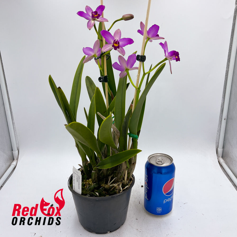 Cattleya crispata X Pot. Little Magician 'Gold & Red'