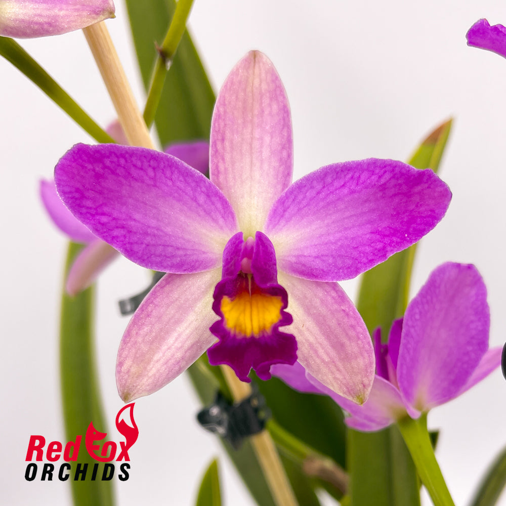 Cattleya crispata X Pot. Little Magician 'Gold & Red'