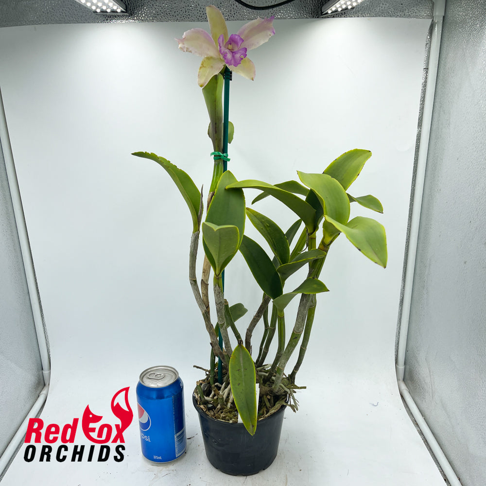 Brassolaeliocattleya Topaz Sublime