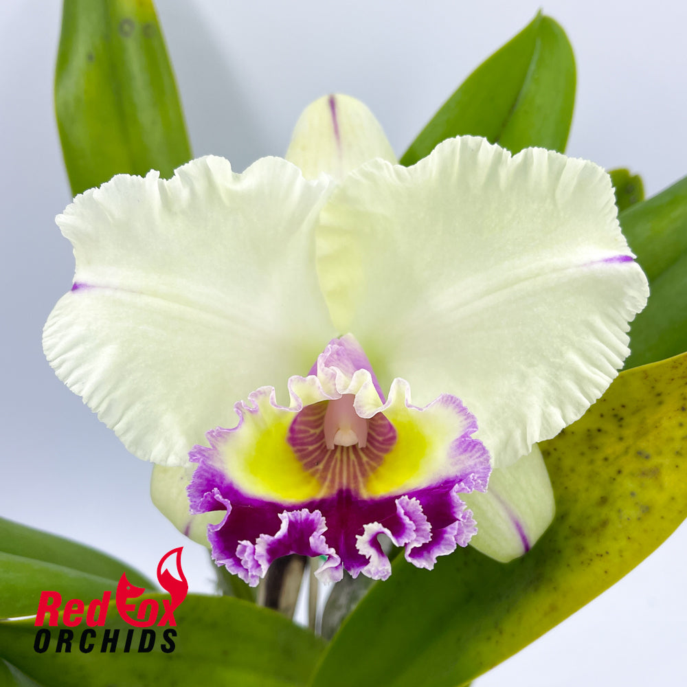 Brassolaeliocattleya Glenn Maidment 'Southern Cross' X Blc. Dal's Monarch 'Hot Lips'