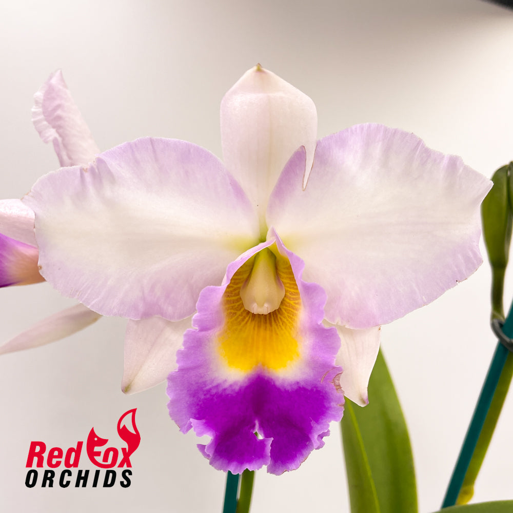 Laeliocattleya Bonanza Queen (4n) X Lc. Liptonii (4n) (H&R)