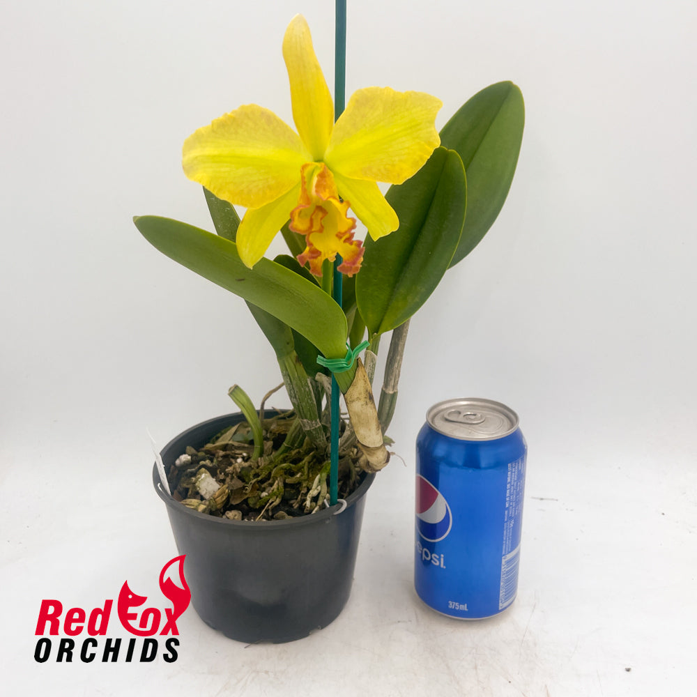 Brassolaeliocattleya Love Sound 'Dogashima' X Blc. Karen's Sunrise