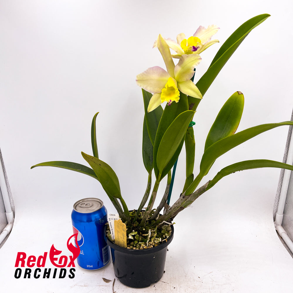 Rhyncholaeliocattleya Stylish