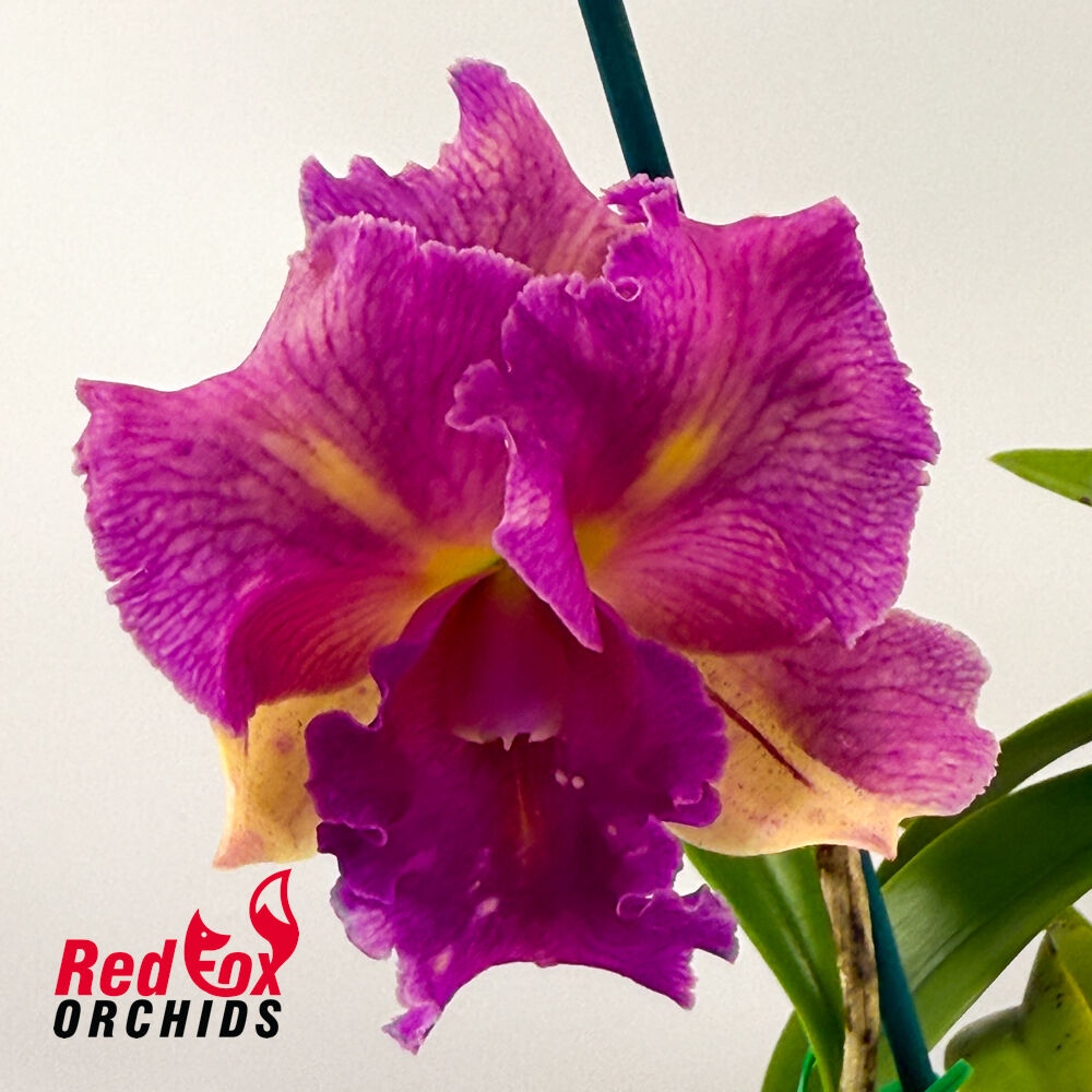 Potinara Burdekin Starbright 'Burdekin' X C. Penny Kuroda (4n)