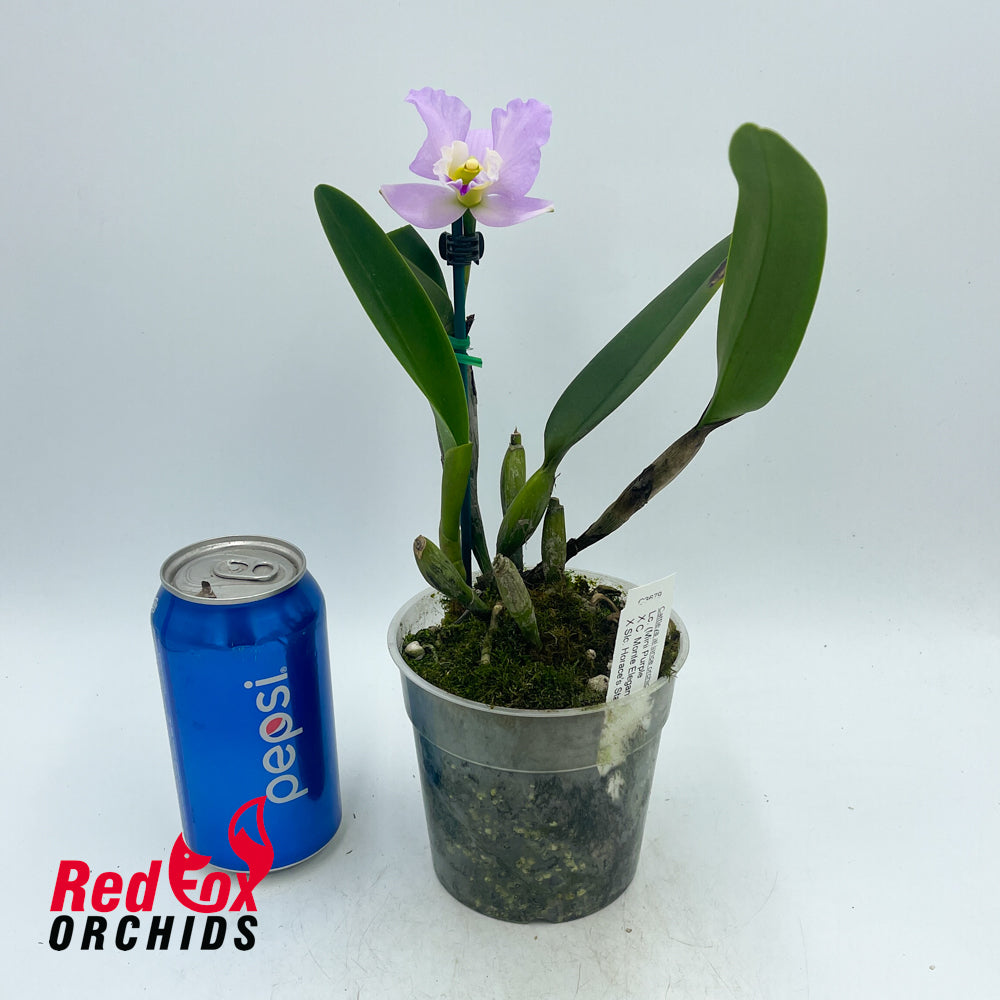 Laeliocattleya (Mini Purple X C. Monte Elegante) 'Good Tall Splash' X Slc. Horace's Star