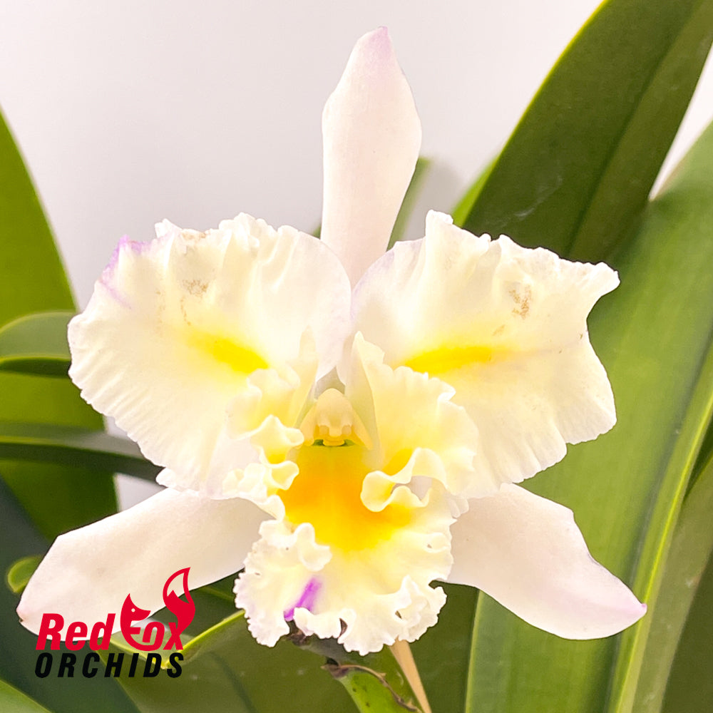 Brassolaeliocattleya Topaz Love '6 Splash' x California Girl 'Orchidlibrary'