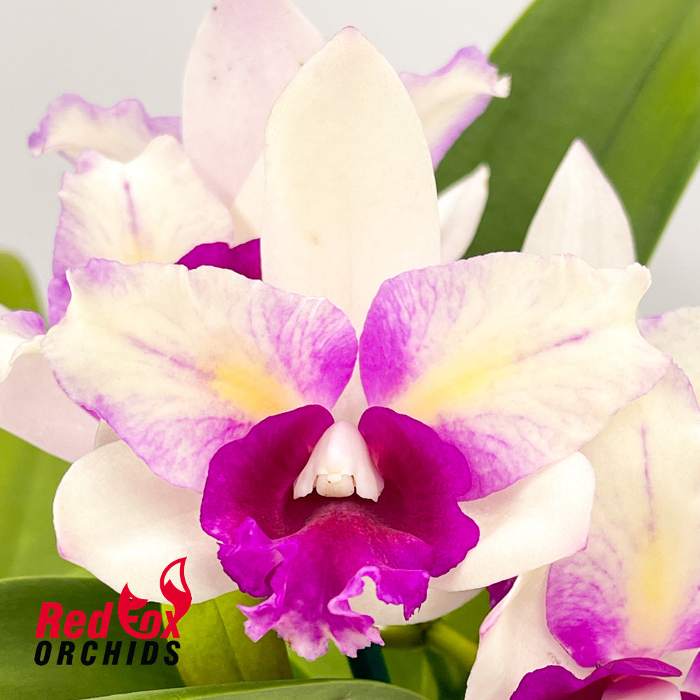 Laeliocattleya Mari's Song 'CTM-217' X Slc. Topaz Halo 'Umber'