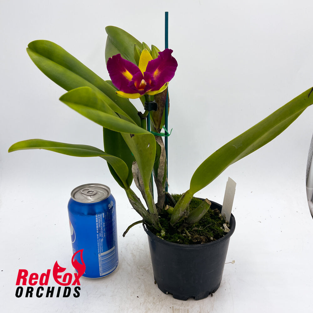 Rhyncholaeliocattleya Crowning Glory