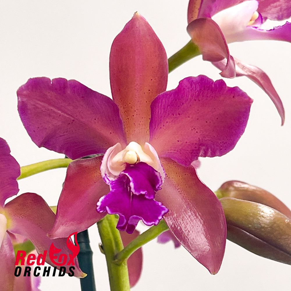 Cattleya Deception Drop