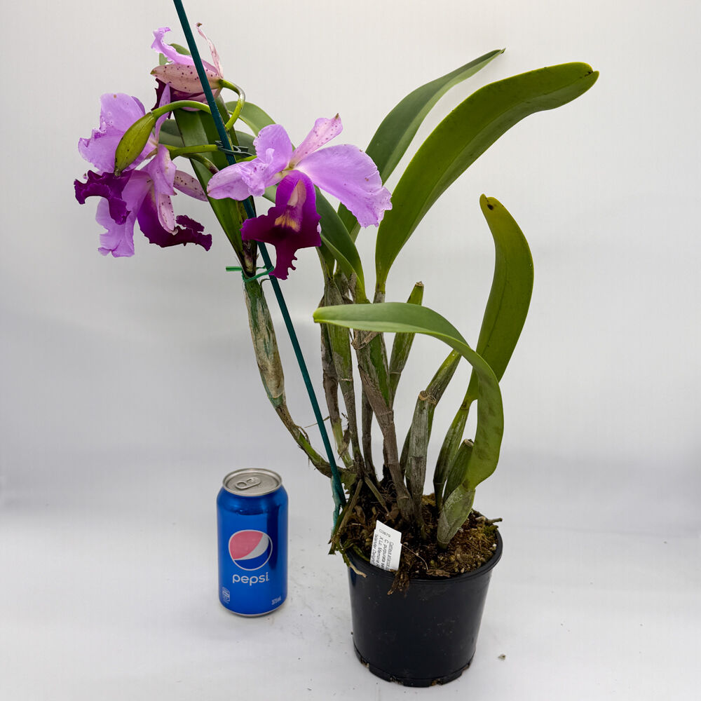 Cattleya purpurata semi alba Blue Purple X Lc. Memoria Robert Strait 'Islander Delight'
