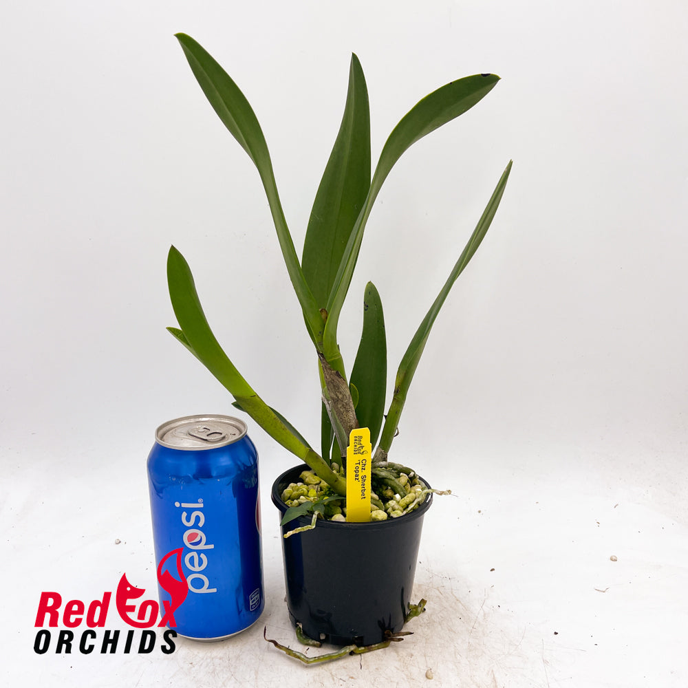 Cahuzacara Sherbet 'Topaz'