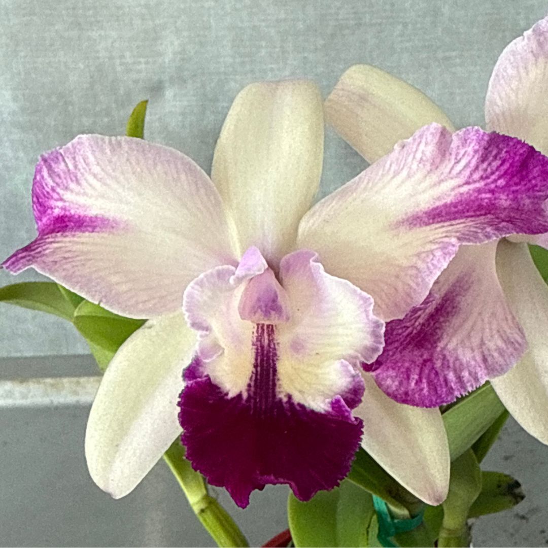 Potinara Little Magician X C. intermedia var aquinii