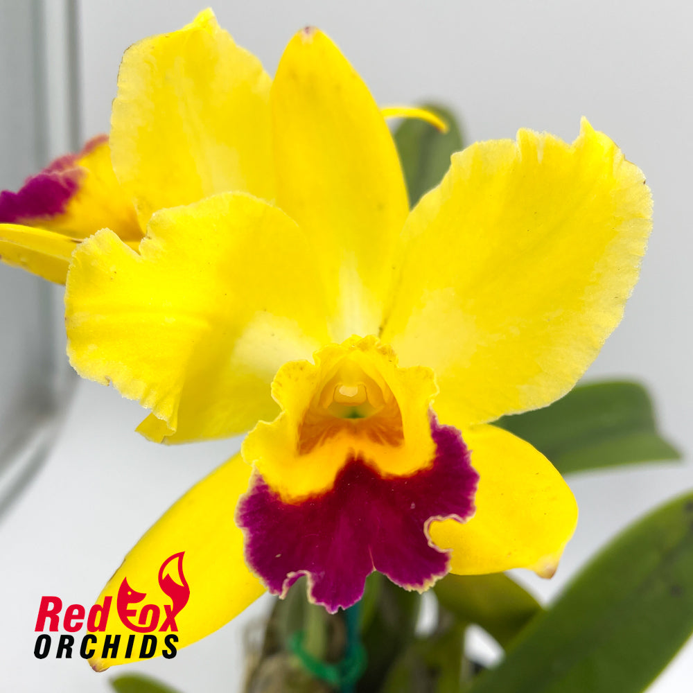 Laeliocattleya Magic Melody 'Superb' X Blc. Home Hill 'Bridal Blush'