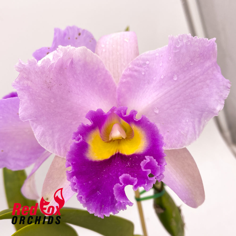 Brassolaeliocattleya Burdekin News