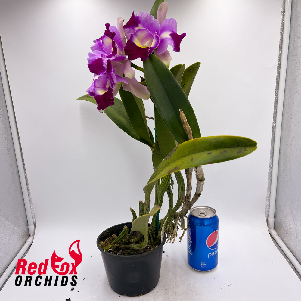 Brassolaeliocattleya Paradise Supernova
