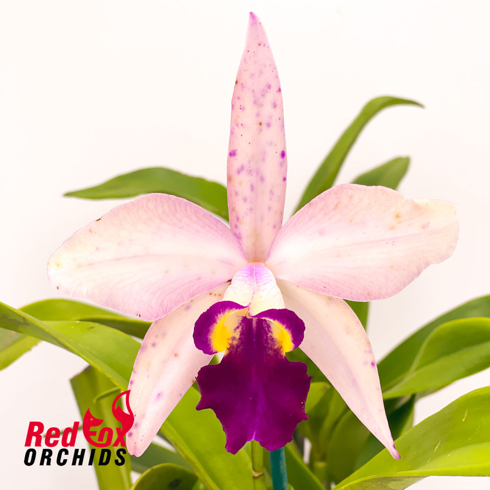 Laeliocattleya Susan Holcombe X Blc. Marg Putman (4n)