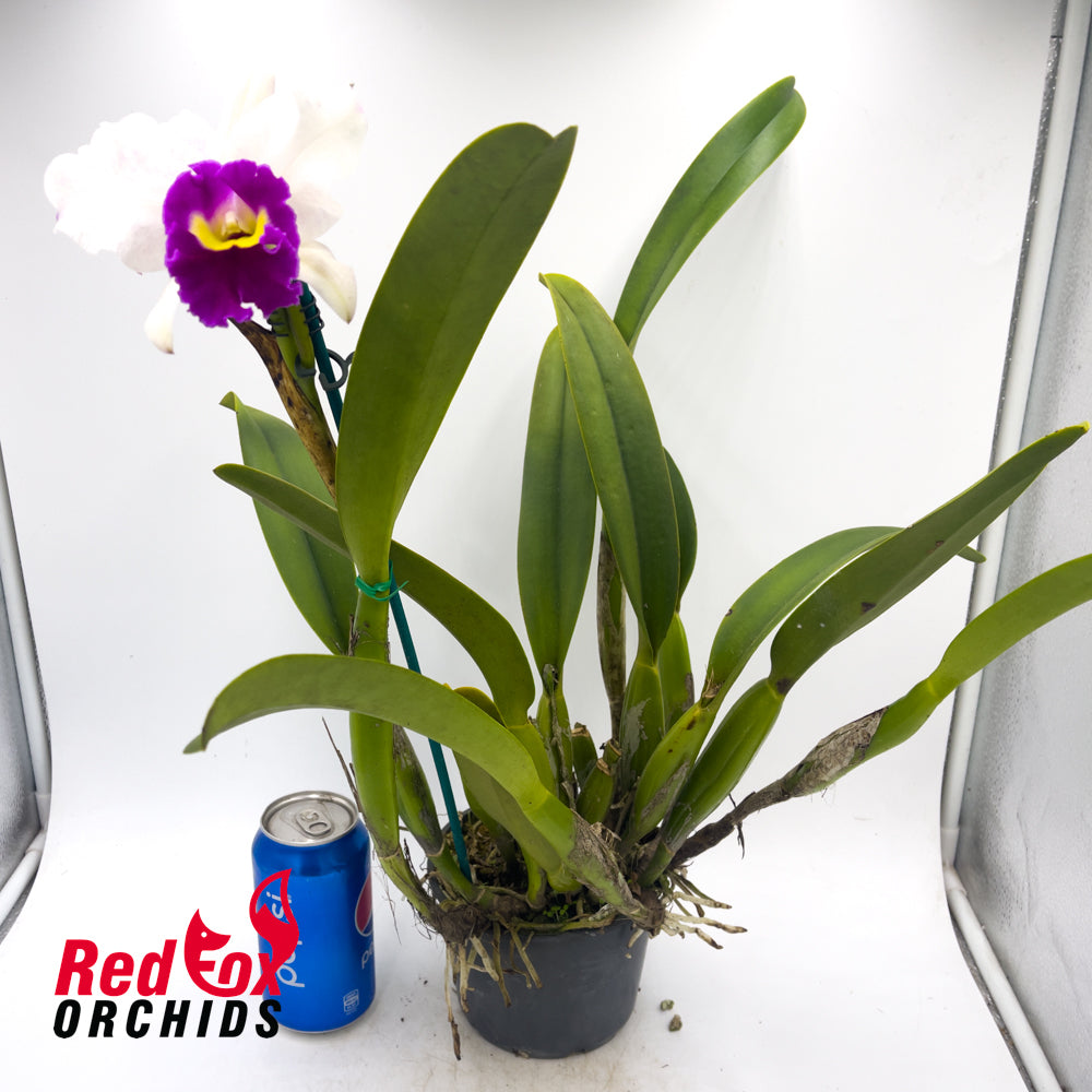 Laeliocattleya Magic Melody 'Superb' X Lc. Persepolis 'Splendour'