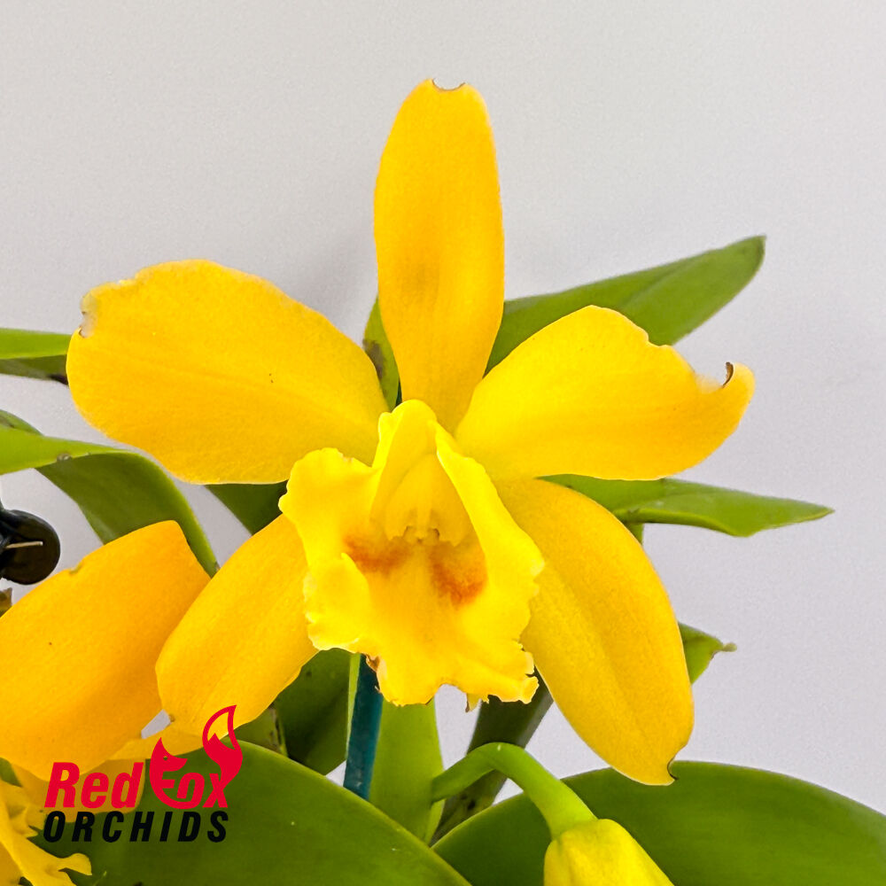 Brassolaeliocattleya Topaz Suitor X Blc. Great Hero 'Lea'