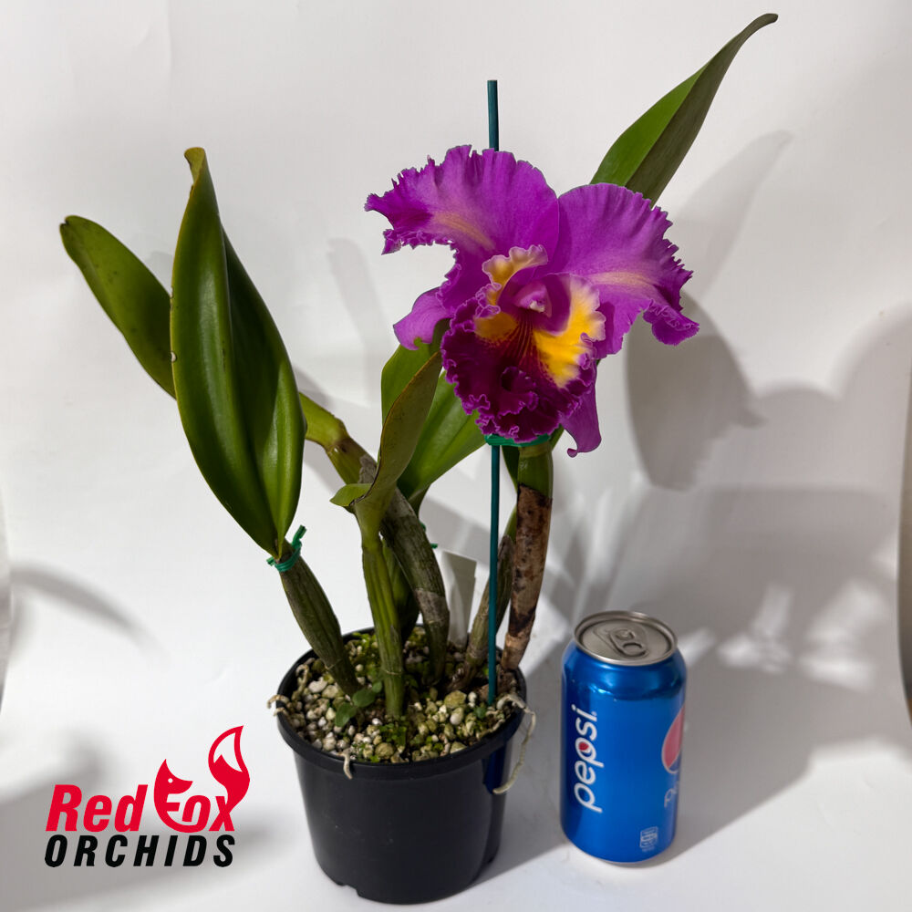 Laeliocattleya Mari's Song 'CTM-217' x Brassolaeliocattleya Brunswick Gem 'Coral'