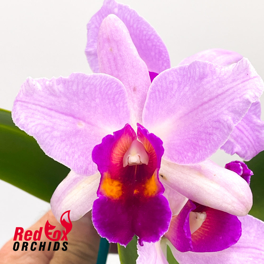 Laeliocattleya Topaz Fancy 'Brilliant Bicolor' X Blc. Topaz Impact 'Yellow'