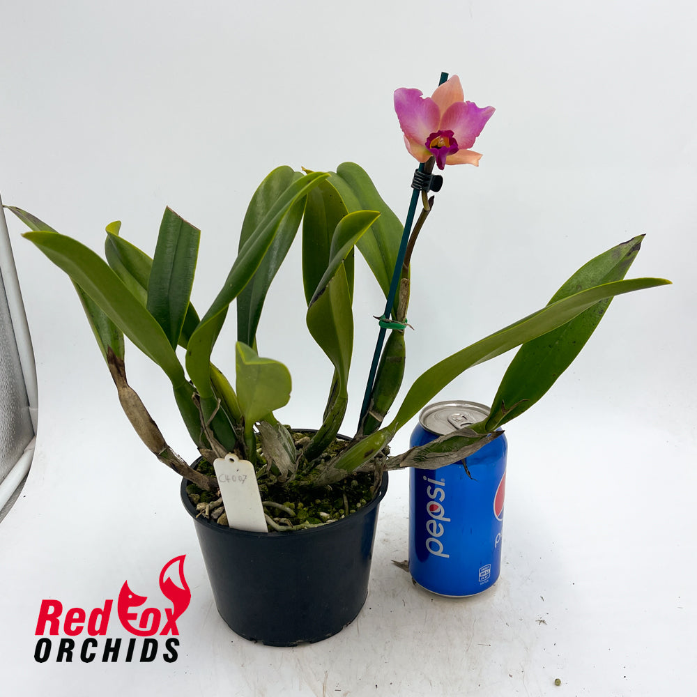 Brassolaeliocattleya Momilani Rainbow The Gypsy' X Blc. Lady Wilme 'Topaz Yellow'