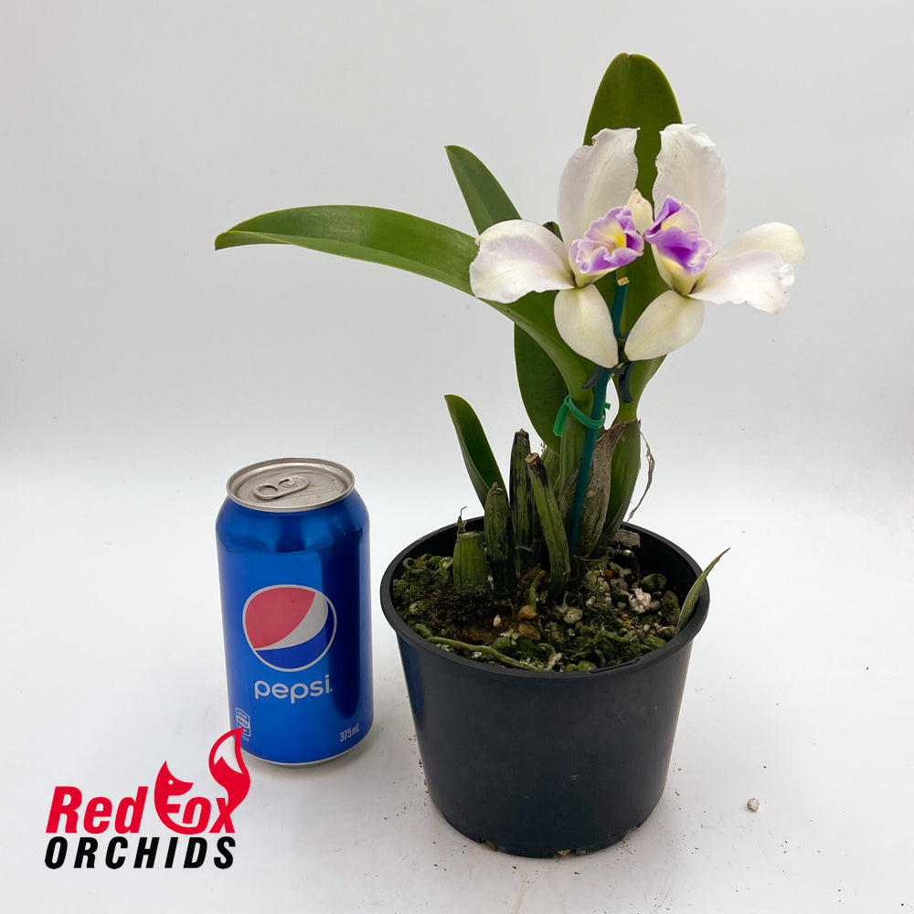 Brassolaeliocattleya Topaz Love 'Simple Splash Pot' X Blc. George King 'Southern Cross'