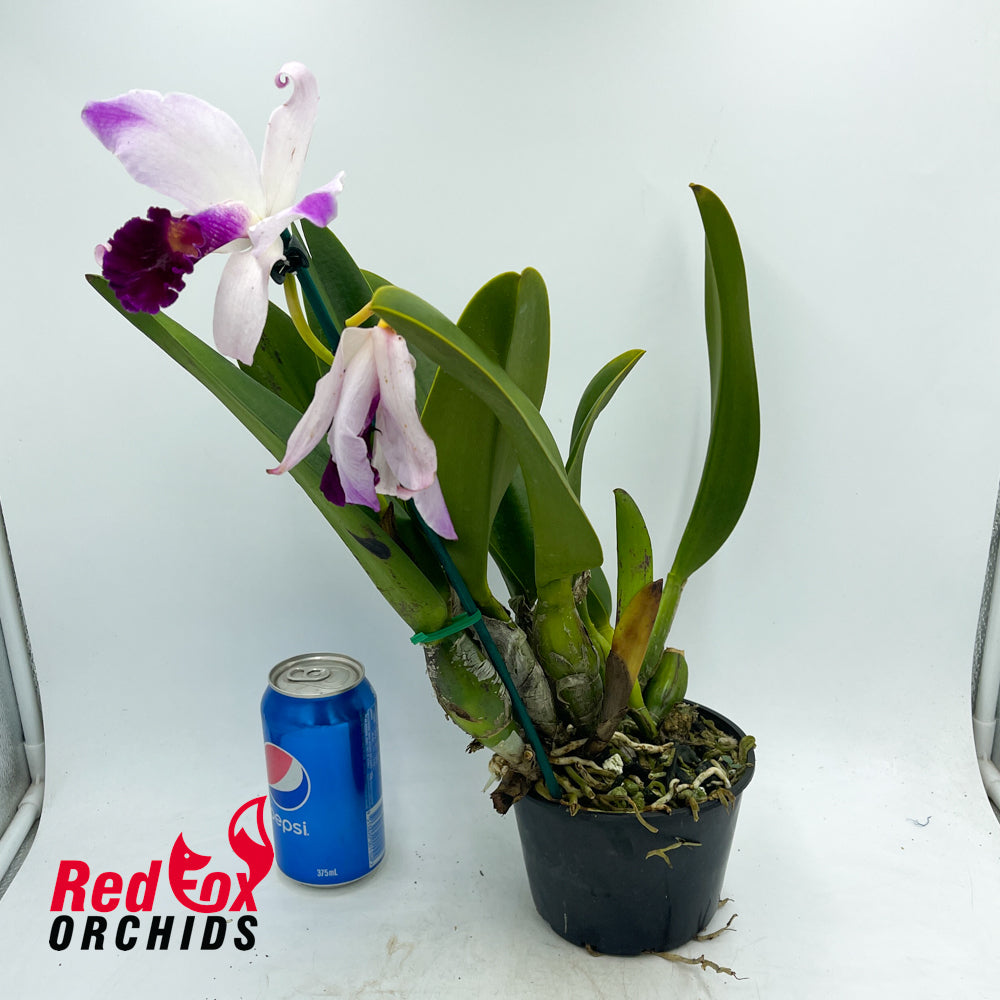 Laeliocattleya (Shirayukihime X Orglade's Glow) semi-alba X C. purpurata semi-alba 'Big & Tall'
