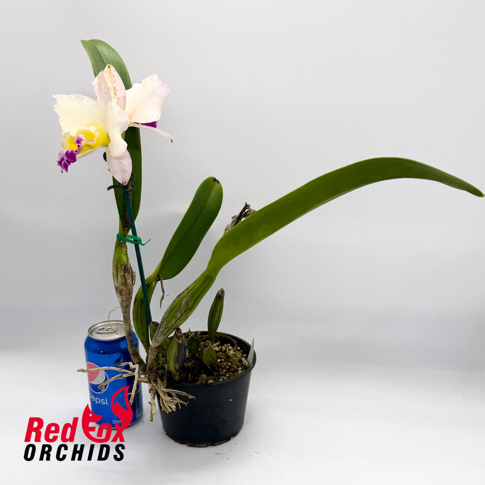 Brassolaeliocattleya Glenn Maidment 'Southern Cross' X Pot. Lisa Taylor Gallis 'Nora'