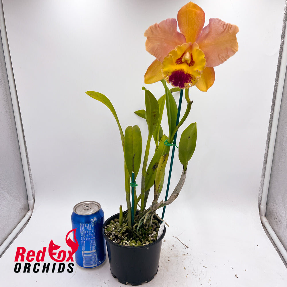 Brassolaeliocattleya Topaz Love X Blc. Swan's Sundance