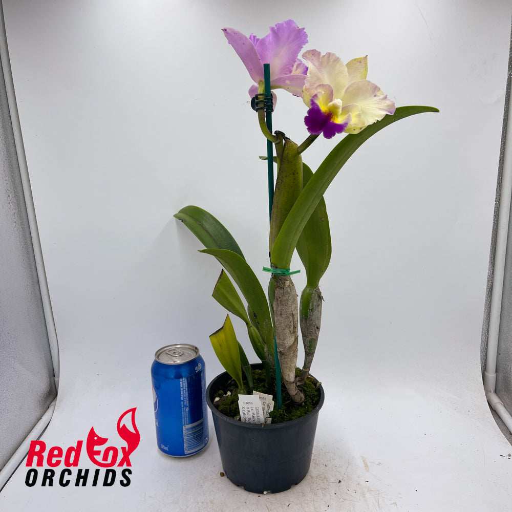 Laeliocattleya Mari's Song X Blc. (Scarlet Imp X California Girl)