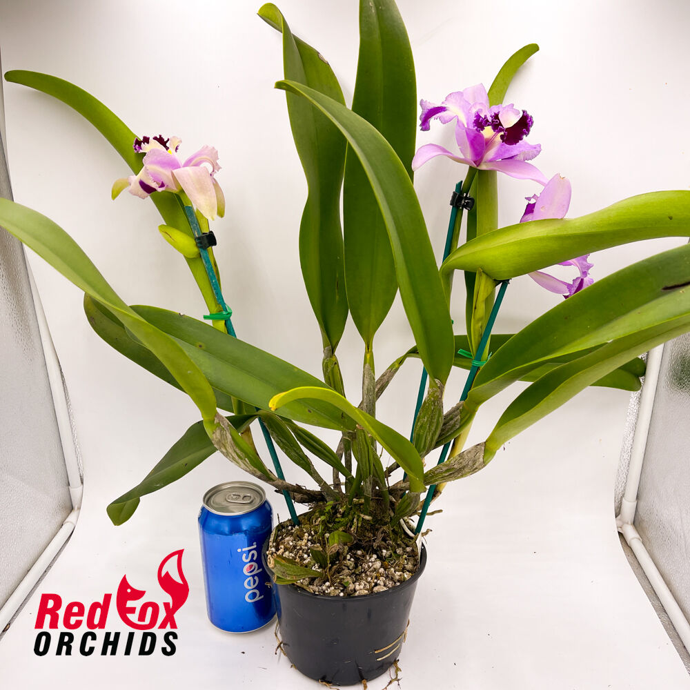 Cattleya Mari's Song x Rhyncholaeliocattleya Deception Peak