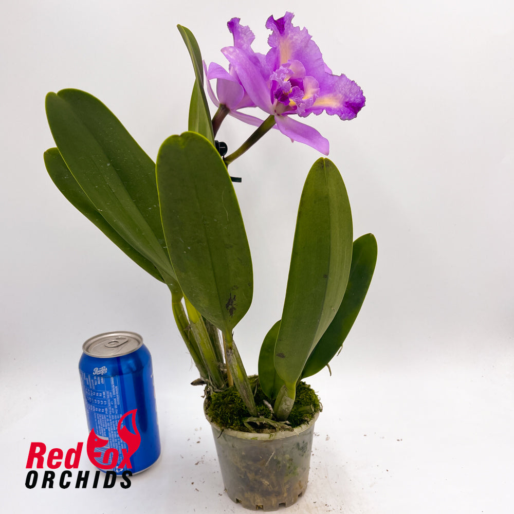 Brassolaeliocattleya Aussie Flare T'nt