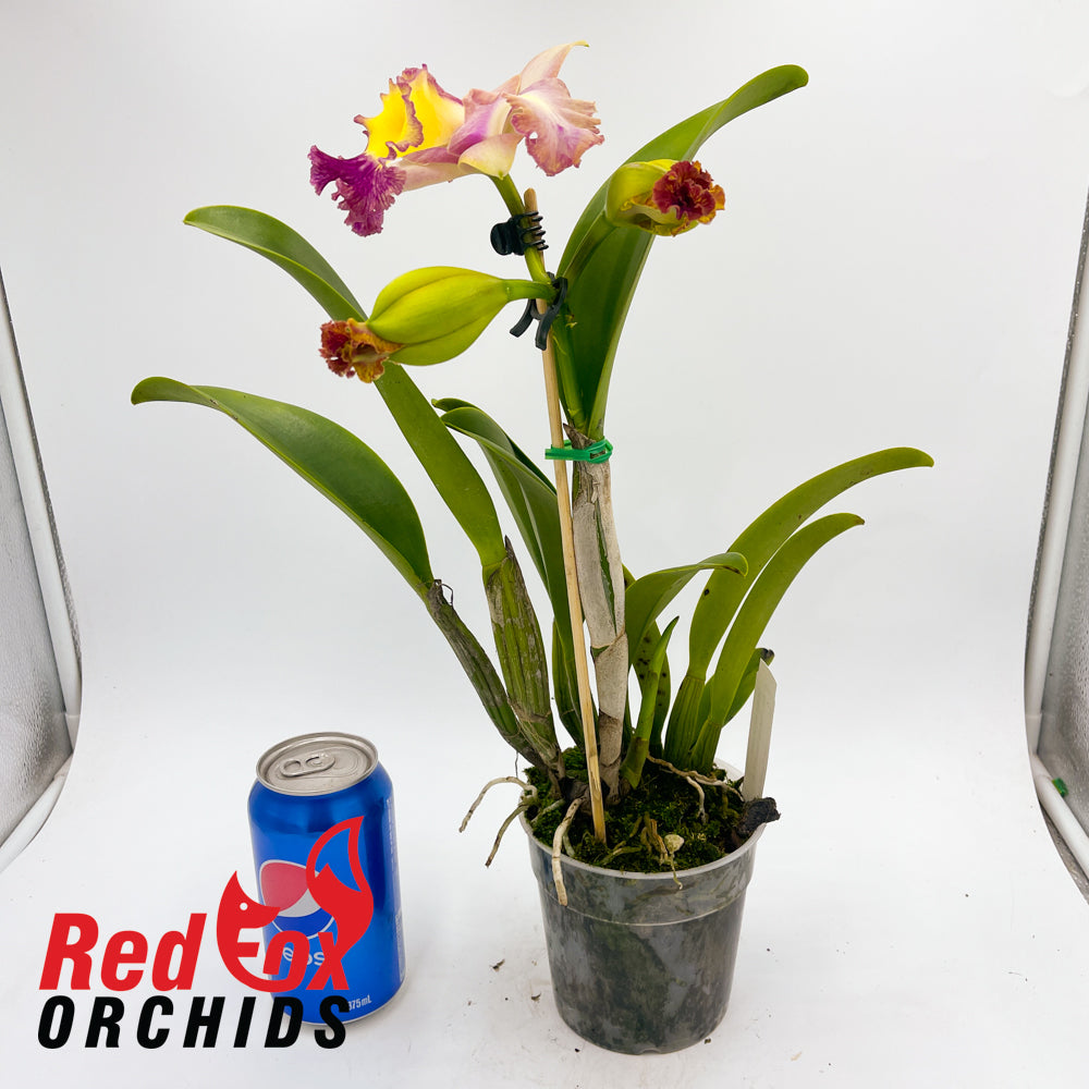 Rhyncholaeliocattleya Tsutung Beauty 'C.S.' x Rhyncholaeliocattleya Chunyeah 'Taiwan Queen'