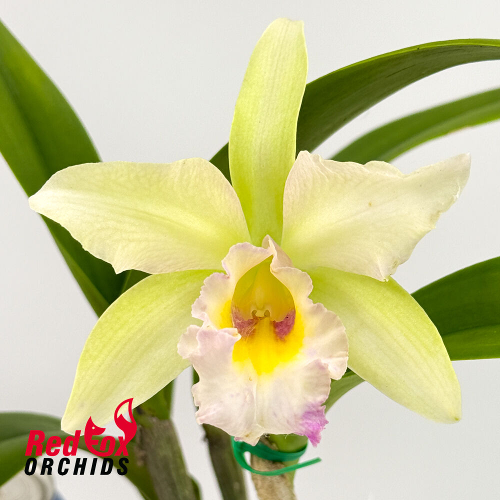 Brassolaeliocattleya Marg Putman (4n) X Blc. George King 'Southern Cross'