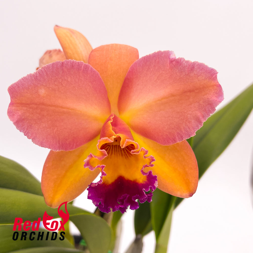Potinara Little Magician 'Gold & Red' x Brassolaeliocattleya Dal's Grace 'Shot Pink'