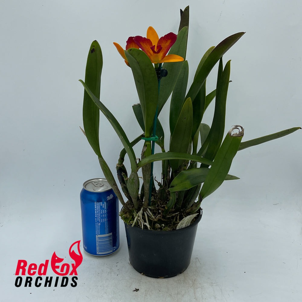 Brassolaeliocattleya Fuchs Orange Nuggett 'Bette' X Blc. Qing Ming Beauty