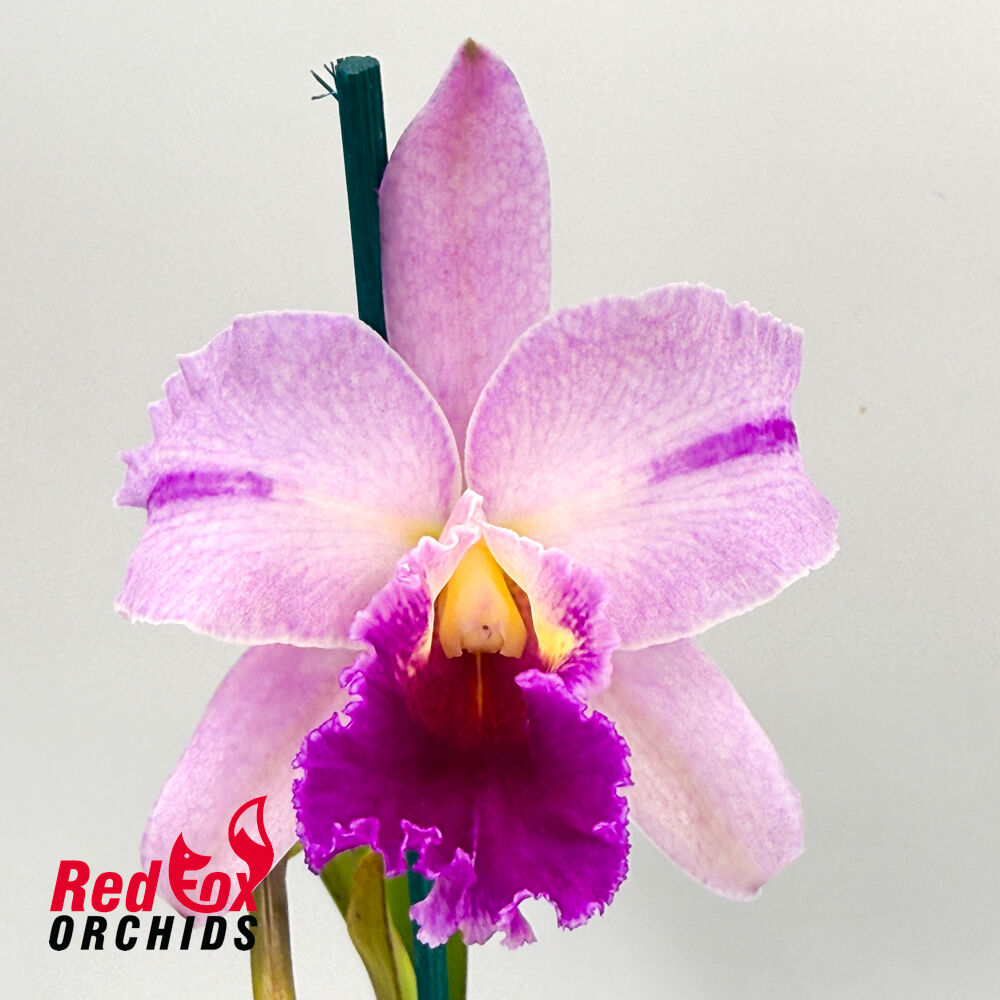 Potinara Topaz Quaint 'Blush Tips' X Lc. Suksan's Fancy