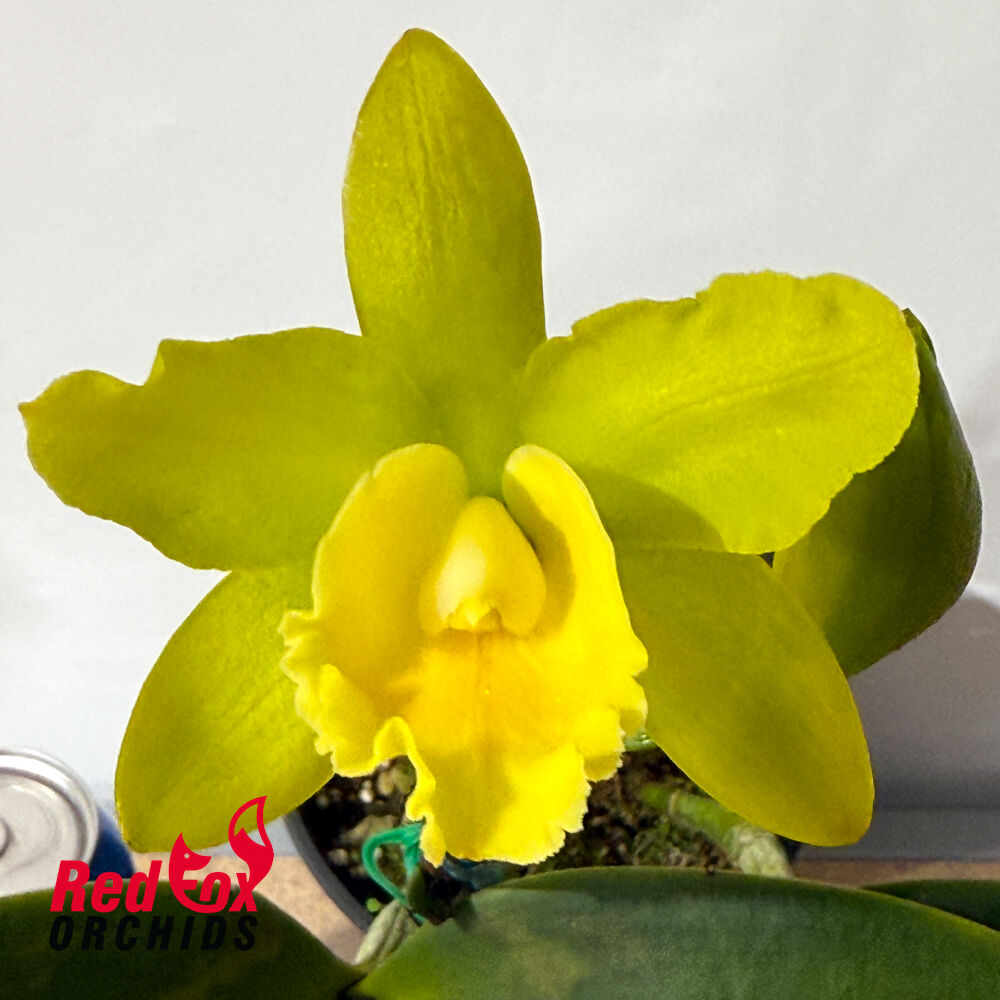 Brassolaeliocattleya Hawaiian Passion 'Carmela' X Blc. Waikiki Gold 'Uno'
