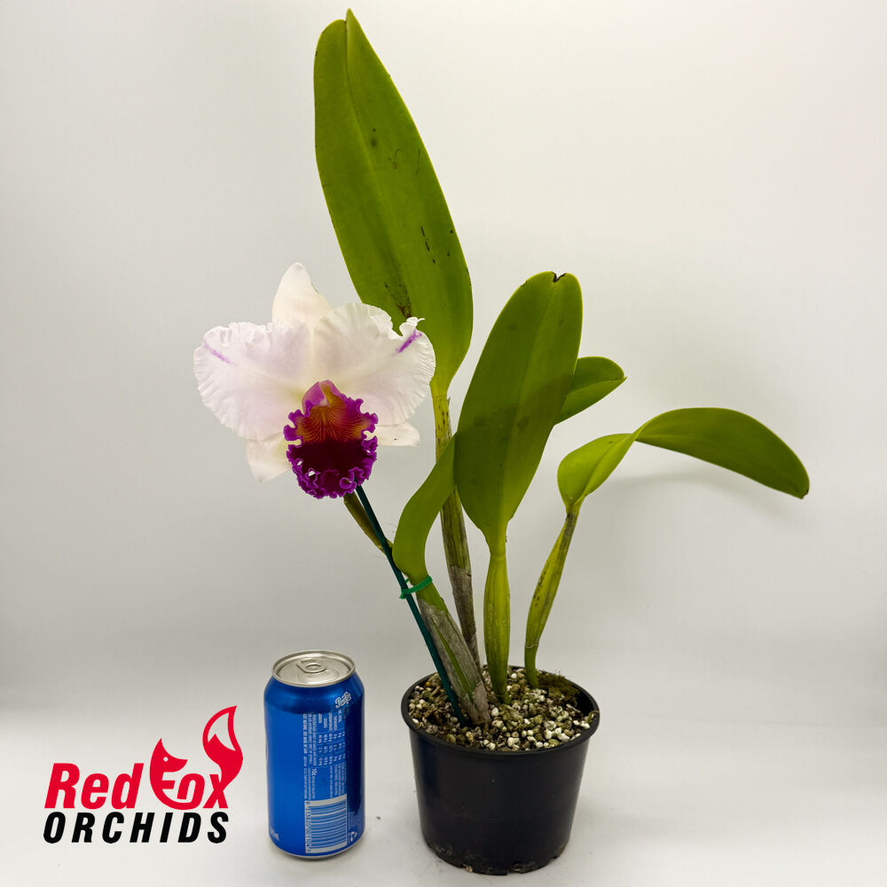 Brassolaeliocattleya Topaz Impact 'Looking Up' X Good News 'Burdekin'