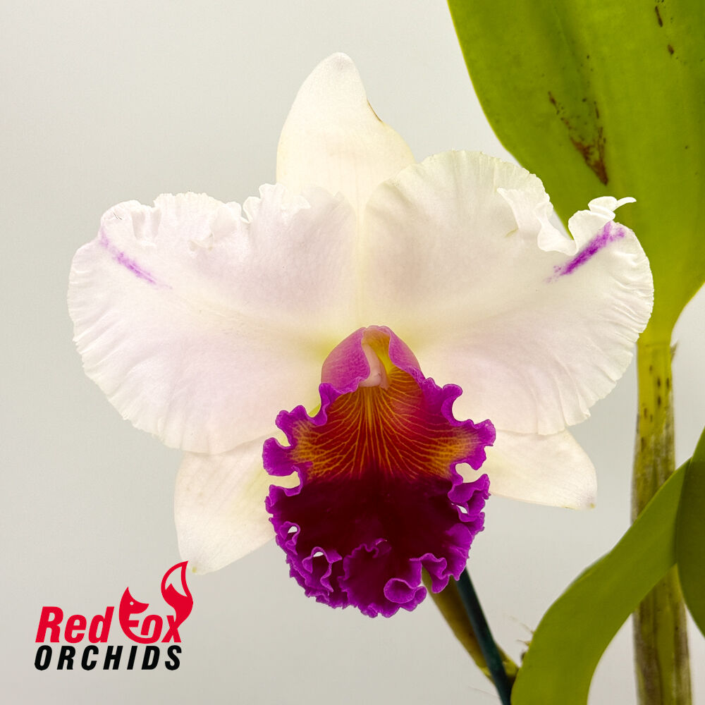 Brassolaeliocattleya Topaz Impact 'Looking Up' X Good News 'Burdekin'