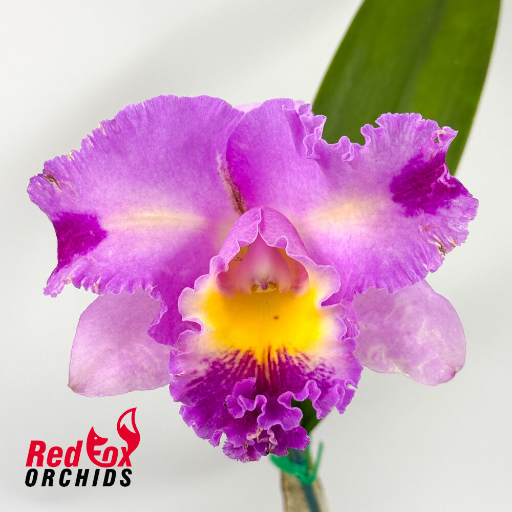 Laeliocattleya Mari's Song X Blc. Margaret Goldston 'Caramel'