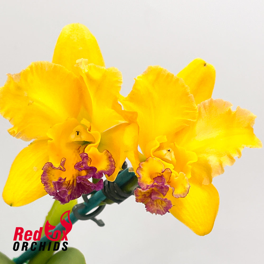Brassolaeliocattleya (Love Sound X Aussie Sunset) X Blc. Tsutung Beauty 'C.S.'
