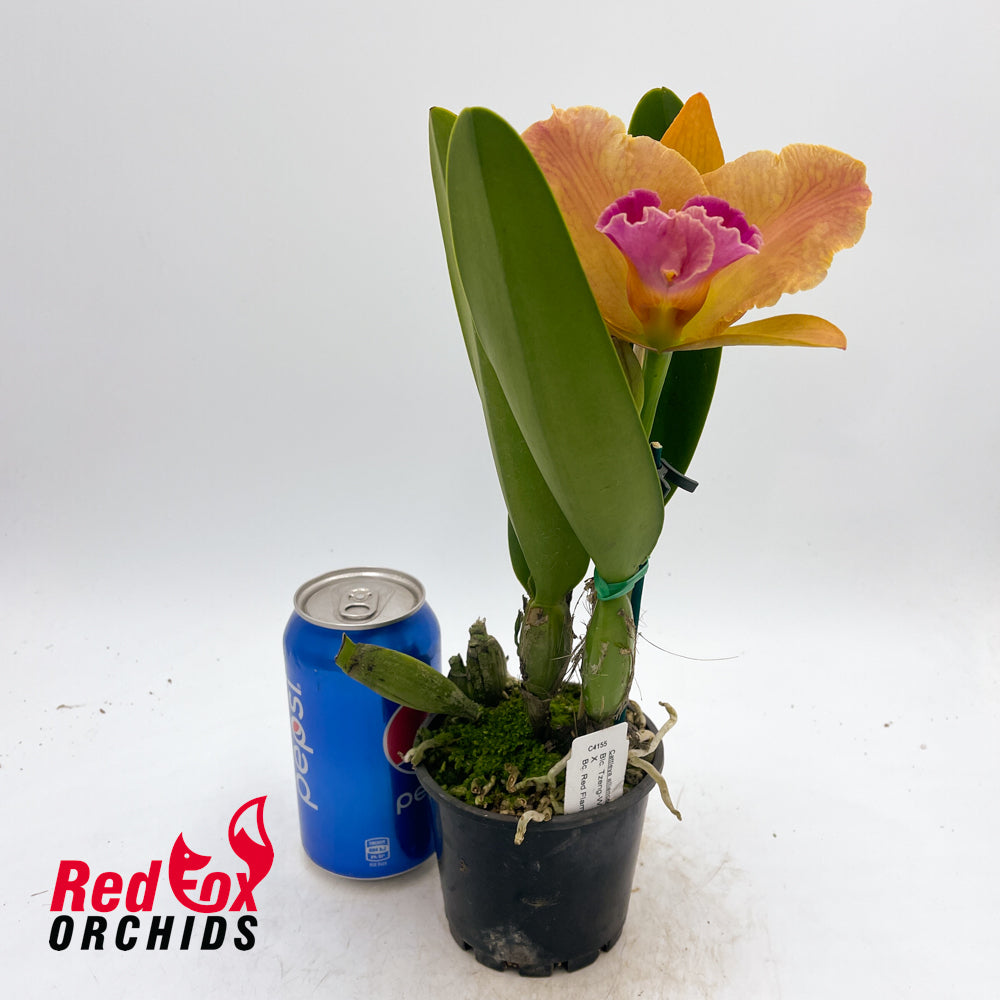 Brassolaeliocattleya Tzeng-Wen Beauty 'Red Flare' X Bc. Red Flame 'Waianae'