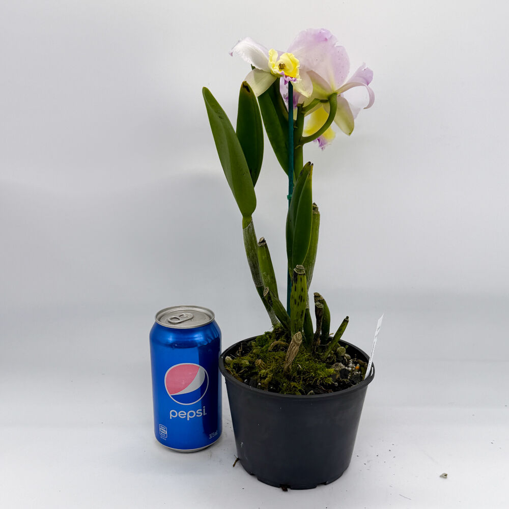 Brassolaeliocattleya Topaz Impact X C. loddigesii (4n)