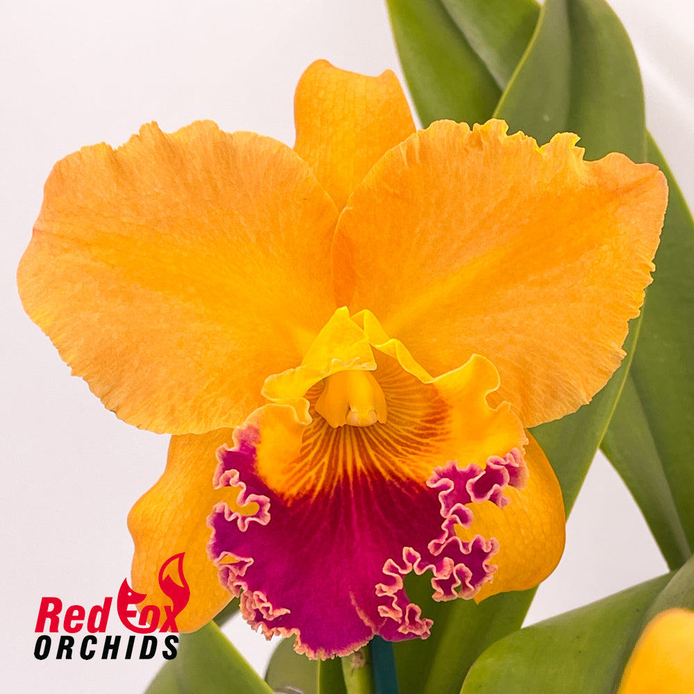 Brassolaeliocattleya Volcano Prince