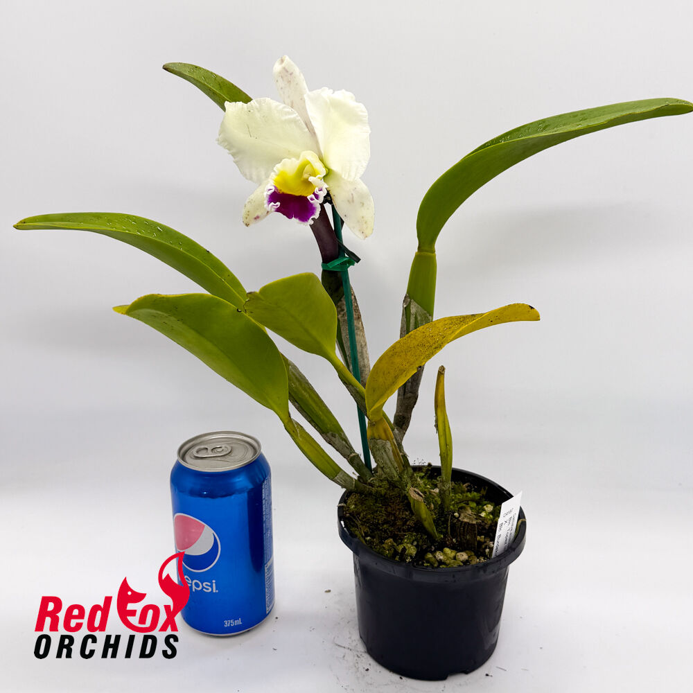 Brassolaeliocattleya Topaz Impact 'Good Compact' X Blc. Burdekin Snowdrift 'Big Semi-Alba'