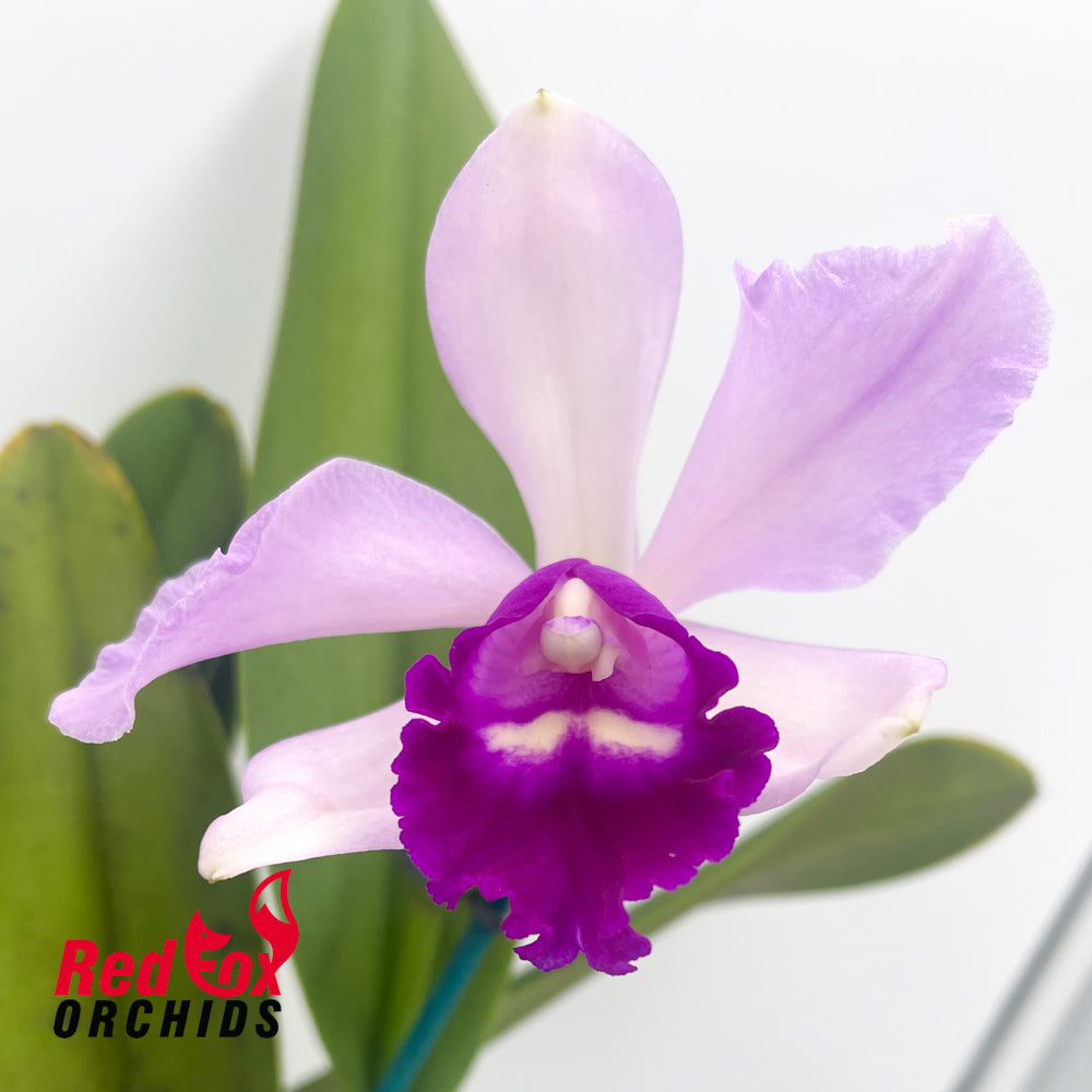 Brassocattleya (island Charm x purpurata) x Brassolaeliocattleya Tzeng-Wen Beauty