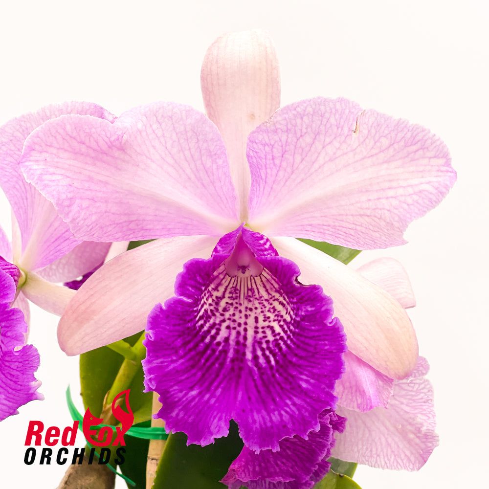 Potinara Hsinying Pink Doll 'Hsinying' x Cattleya tenebrosa 'Giant'