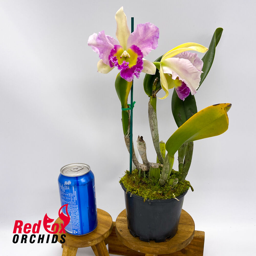 Brassolaeliocattleya Tsutung Beauty 'C.S.' (Mari's like) X Rl. digbyana var. fimbriopetala