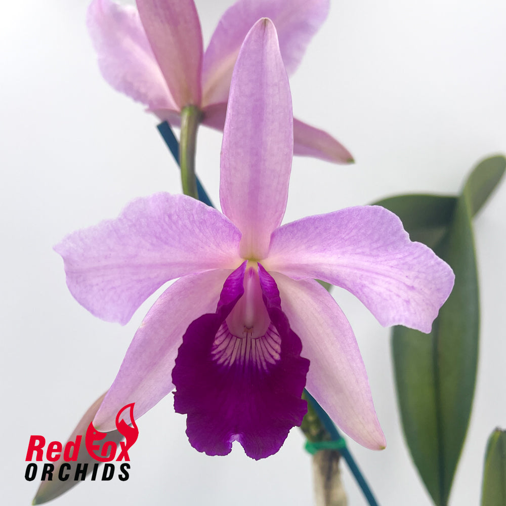 Brassolaeliocattleya Tsutung Beauty 'C.S'' x Cattleya purpurata var. carnea 'A'